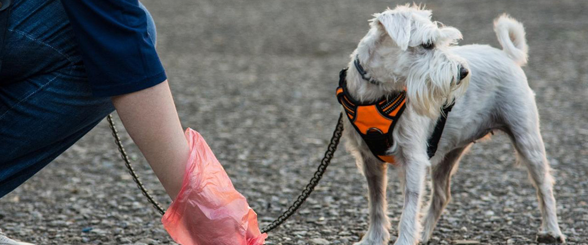 personne ramassant les déjections de son chien